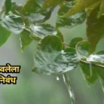Mi Anubhavlela Paus Marathi Nibandh: मी अनुभवलेला पाऊस निबंध
